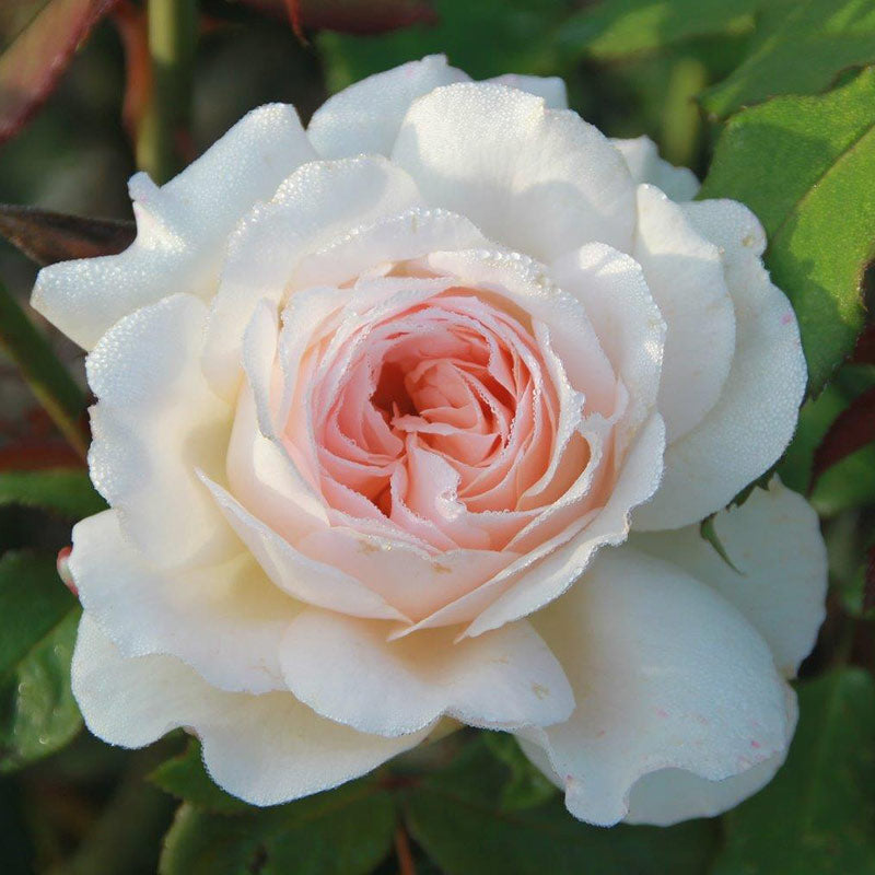 Whartons Roses ‘Pearl’ Hybrid Tea Shrub Rose (3-Litre Pot) image 0