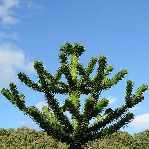 Araucaria araucana 'Monkey Puzzle Tree' (3-Litre Pot) image 1