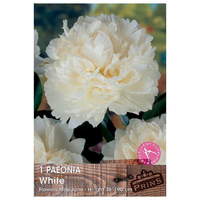 Paeonia 'White' (1 bare root) image 0