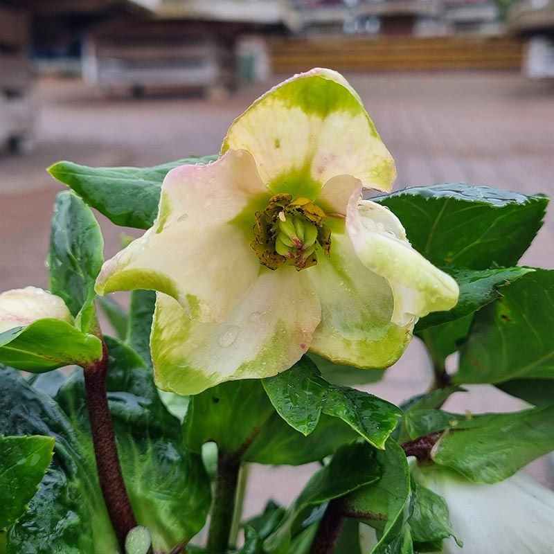 Helleborus HGC ‘Winter Ballet White’ (2-Litre Pot) image 0