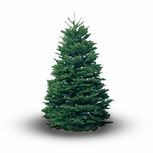 Noble Fir Premium Cut Real Christmas Tree image 0