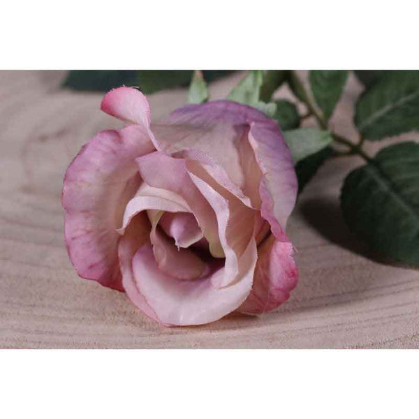Single Antique Pink Celia Rose Stem (71cm) image 1