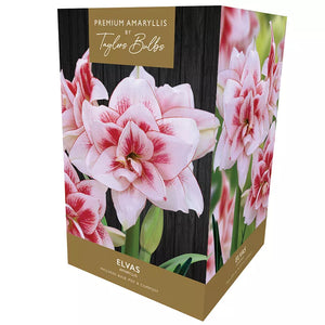 Amaryllis 'Elvas' (Premium Indoor Growing Kit Gift Pack) image 0