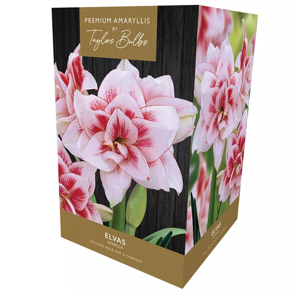 Amaryllis 'Elvas' (Premium Indoor Growing Kit Gift Pack) image 0