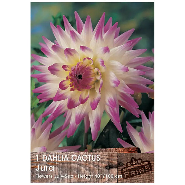 Dahlia Cactus 'Jura' (1 tuber) image 0