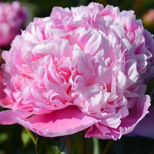 Peony 'Koningin Wilhelmina' image 0