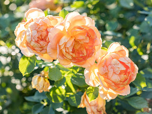 David Austin Lady of Shalott® English Shrub Rose (6-Litre Pot) image 4