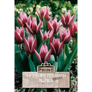 Tulip 'Slawa' (10 bulbs) image 0