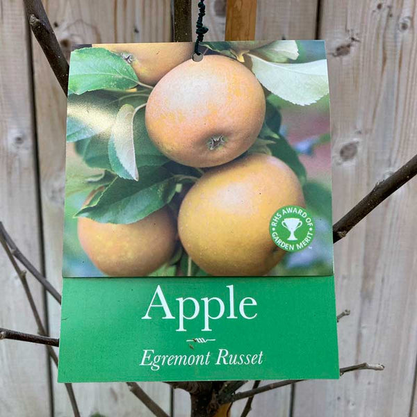 'Egremont Russet' Apple Tree (12-Litre Pot) image 0
