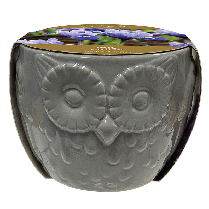 Owl Indoor Planter with Blue Iris ‘Harmony’ (5 bulbs) image 0