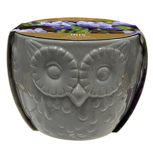 Owl Indoor Planter with Blue Iris ‘Harmony’ (5 bulbs) image 0