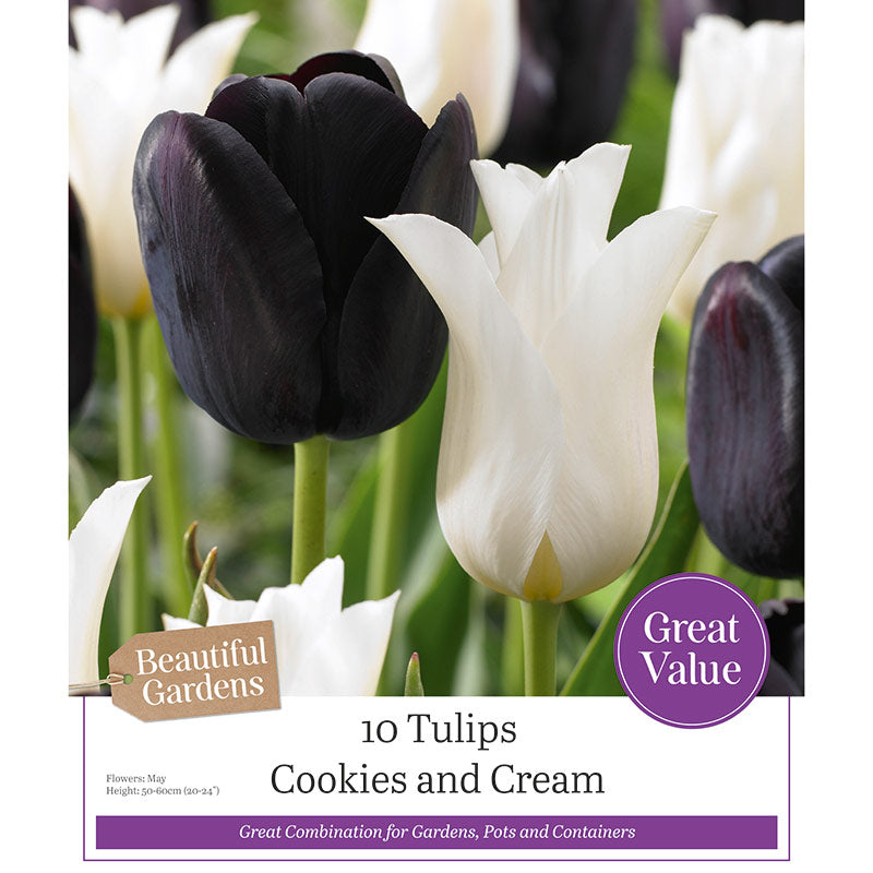 Tulip ‘Cookies and Cream’ (10 Bulbs) image 0