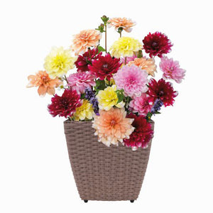 Pre-Planted Flower Bulbs in a Rattan Planter – Dahlia Mixed image 0