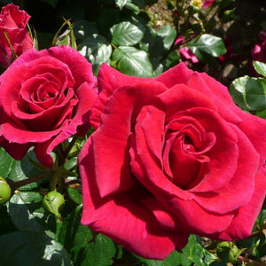 Whartons Roses ‘Lovestruck’ Shrub Rose (3-Litre Pot) image 0