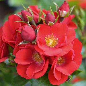 Whartons Roses ‘Lots of Kisses’ Patio Rose (3-Litre Pot) image 0