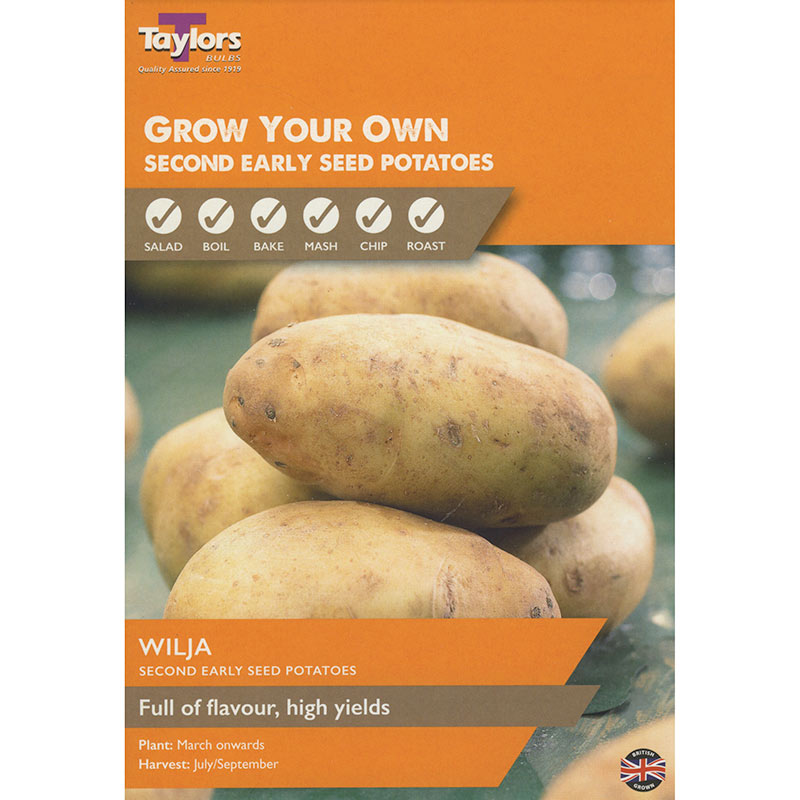 Wilja Second Early Seed Potatoes image 0