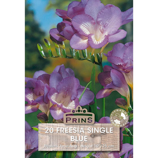 Freesia Single 'Blue' (20 bulbs) image 0