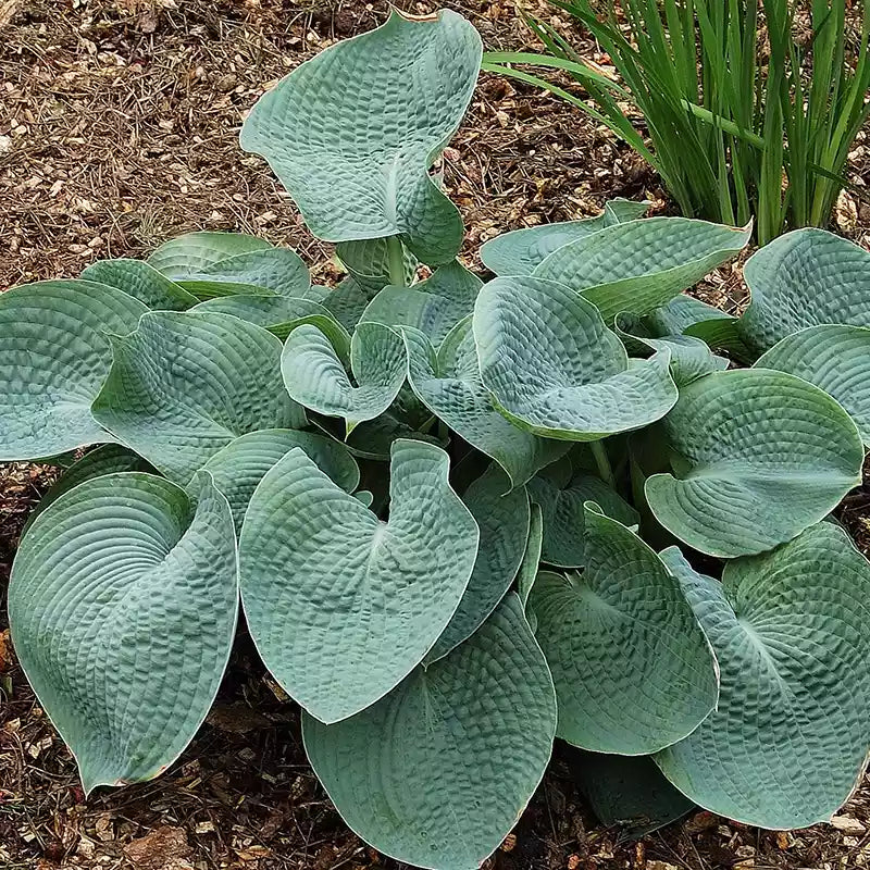 Hosta 'Abiqua Drinking Gourd' image 0
