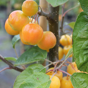 Malus ‘Golden Hornet’ Tree (Crab Apple) (12-Litre Pot) image 1