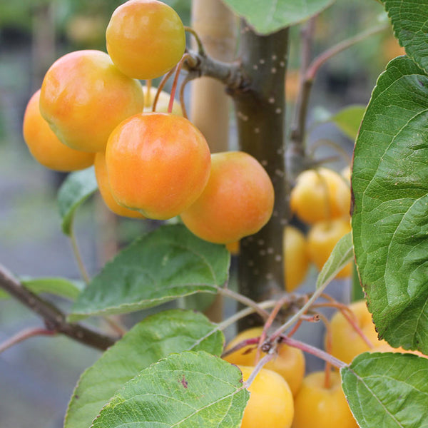 Malus ‘Golden Hornet’ Tree (Crab Apple) (12-Litre Pot) image 1