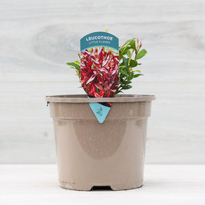Leucothoe ‘Little Flames’ (3-Litre Pot) image 0