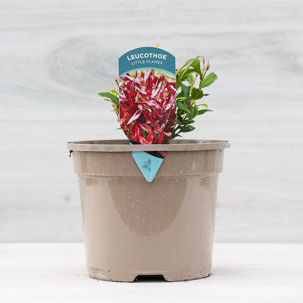 Leucothoe ‘Little Flames’ (3-Litre Pot) image 0