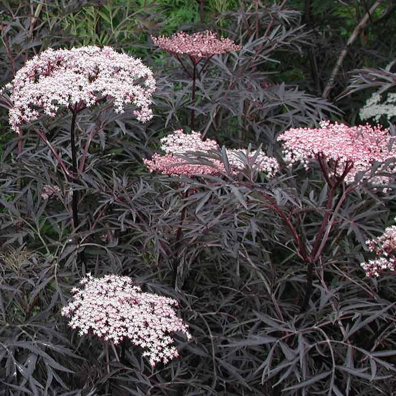 Sambucus nigra Tree (Black Lace) (12-Litre Pot) image 0