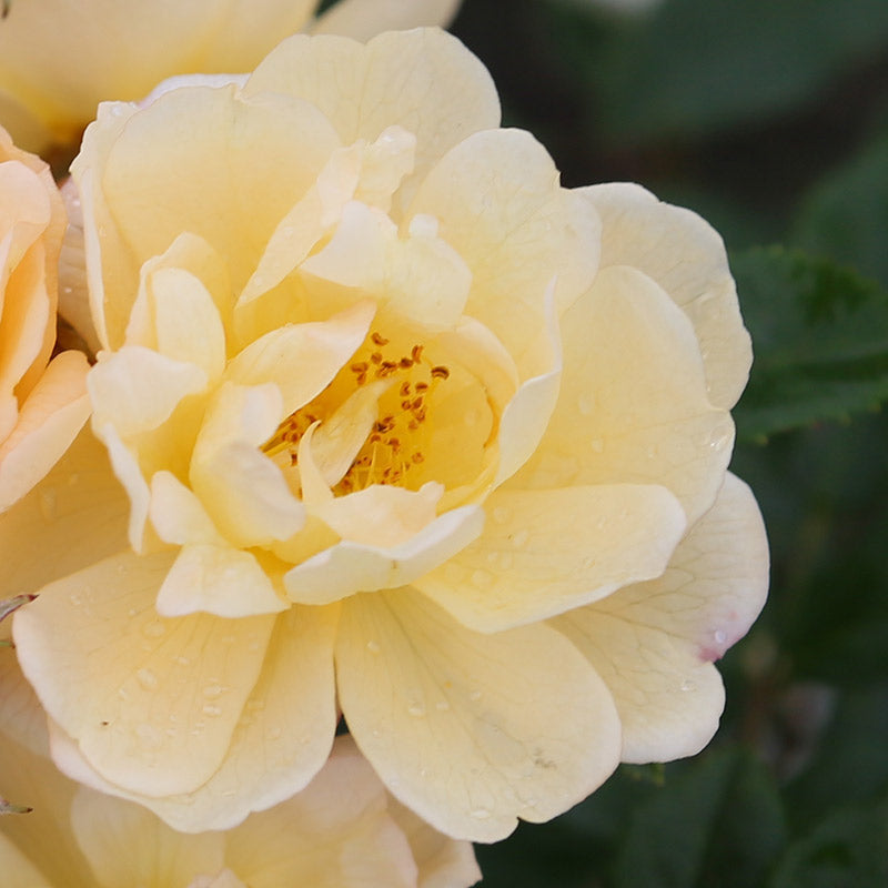 Peter Beales Sunny Siluetta Rambling Rose (4-litre pot) image 0