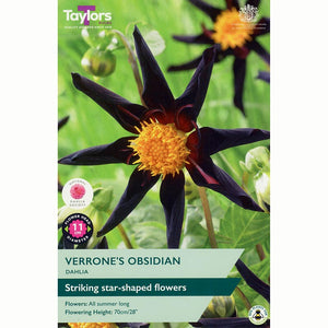 Dahlia ‘Verrone's Obsidian’ with Dark Purple Flowers (1 Tuber) image 0
