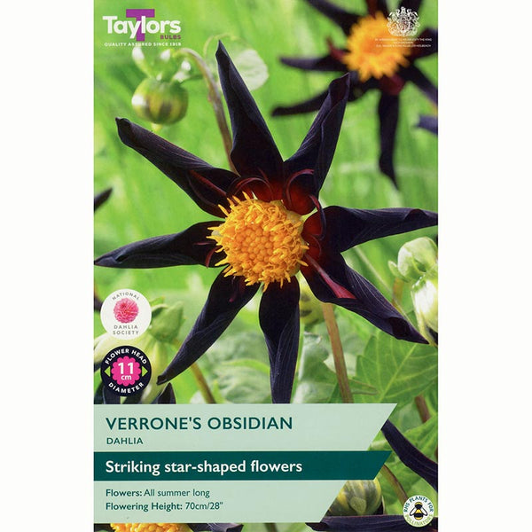 Dahlia ‘Verrone's Obsidian’ with Dark Purple Flowers (1 Tuber) image 0