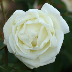 Whartons Roses ‘Silver Anniversary’ Hybrid Tea Shrub Rose (3-Litre Pot) image 0