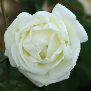 Whartons Roses ‘Silver Anniversary’ Hybrid Tea Shrub Rose (3-Litre Pot) image 0