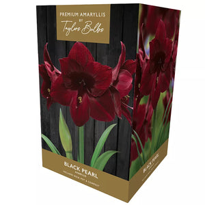 Amaryllis 'Black Pearl' (Premium Indoor Growing Kit Gift Pack) image 0