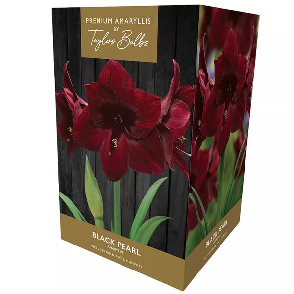 Amaryllis 'Black Pearl' (Premium Indoor Growing Kit Gift Pack) image 0