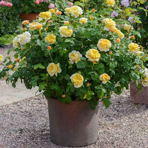 David Austin Charles Darwin® English Shrub Rose (6-Litre Pot) image 1