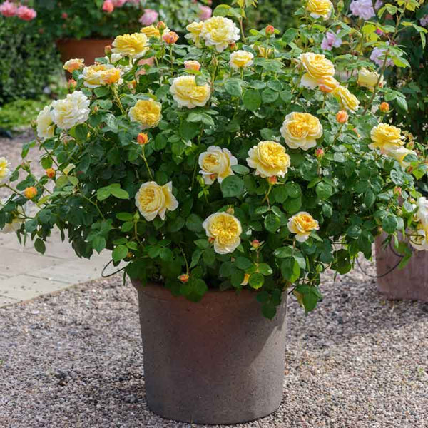 David Austin Charles Darwin® English Shrub Rose (6-Litre Pot) image 1