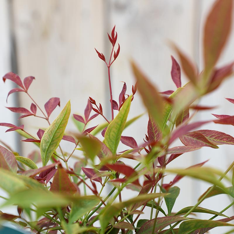 Nandina domestica ‘Obsessed’ (3-Litre Pot) image 0