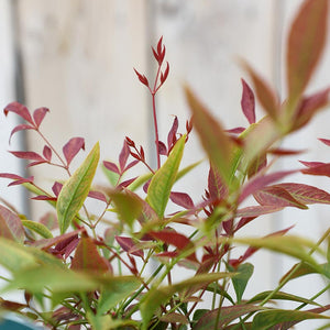 Nandina domestica ‘Obsessed’ (3-Litre Pot) image 1