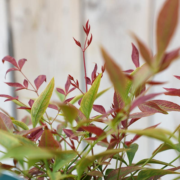 Nandina domestica ‘Obsessed’ (3-Litre Pot) image 1