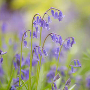 Endymion non-scriptus (True Native Bluebell) image 0