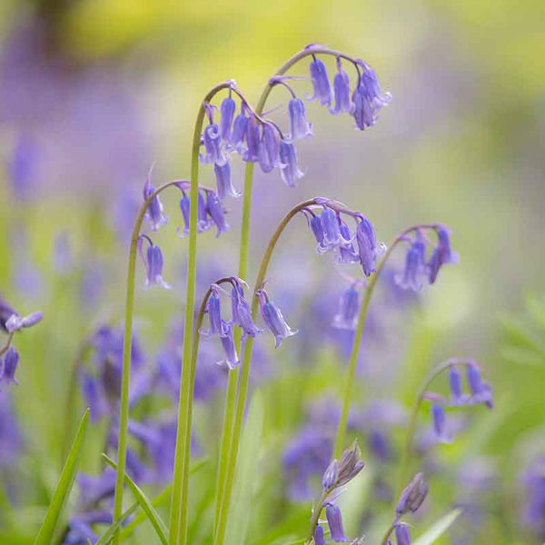 Endymion non-scriptus (True Native Bluebell) image 0