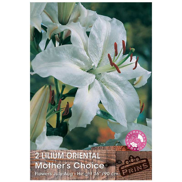 Lilium 'Oriental Mother's Choice' Bulbs image 0