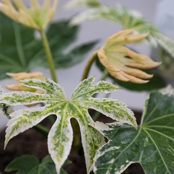 Fatsia ‘Spider's Web’ Japanese aralia (3-Litre Pot) image 0