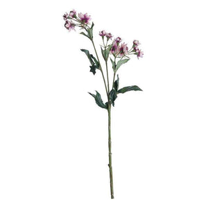 Pink Astrantia Stem -14 Flowers (50cm) image 2