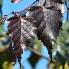 Betula ‘Royal Frost’ Tree (Purple Birch) (12-Litre Pot) image 0