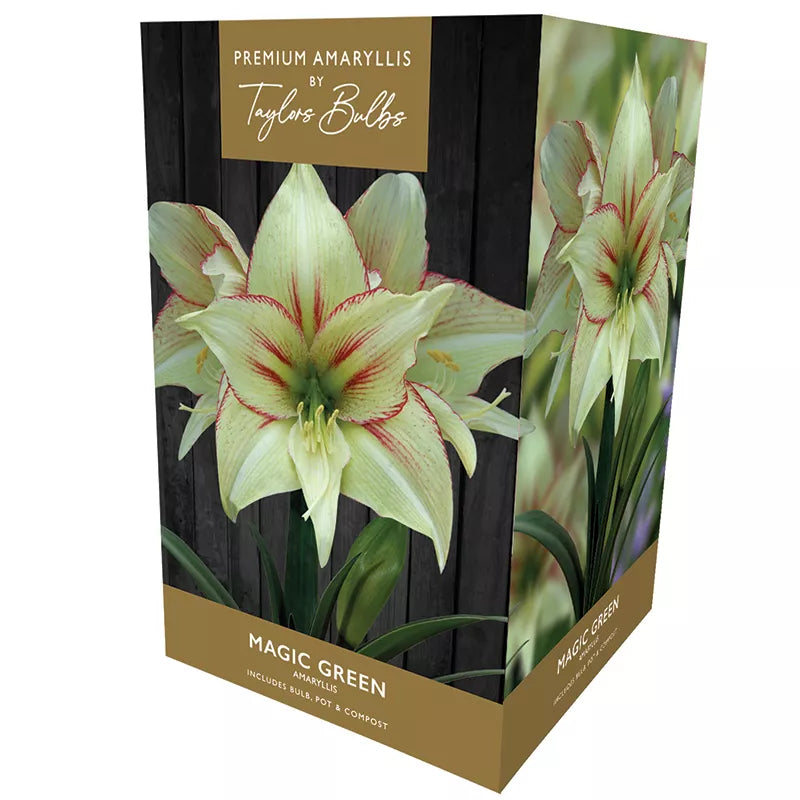 Amaryllis 'Magic Green' (Premium Indoor Growing Kit Gift Pack) image 0