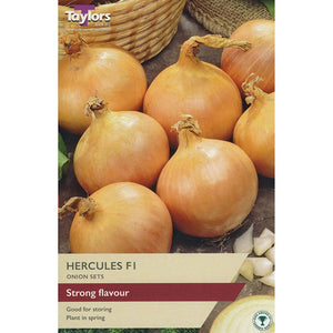 Hercules F1 Onion Sets (Pack of 50) image 0