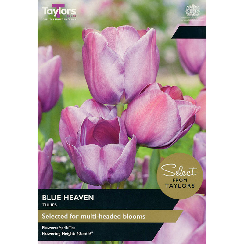 Tulip ‘Blue Heaven’ (7 Bulbs) image 0