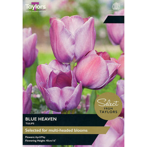 Tulip ‘Blue Heaven’ (7 Bulbs) image 0