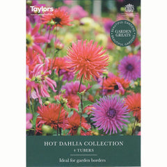 Hot Dahlia Collection (4 Tubers) image 0